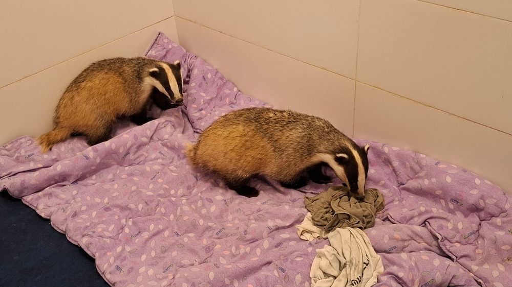 Protected wildlife found being held in Tulkarem, suspect arrested