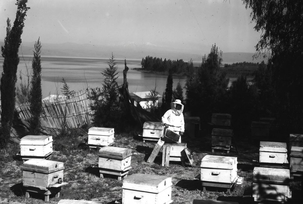 The Jewish Beekeeper in Palestine Was Allergic to Bees