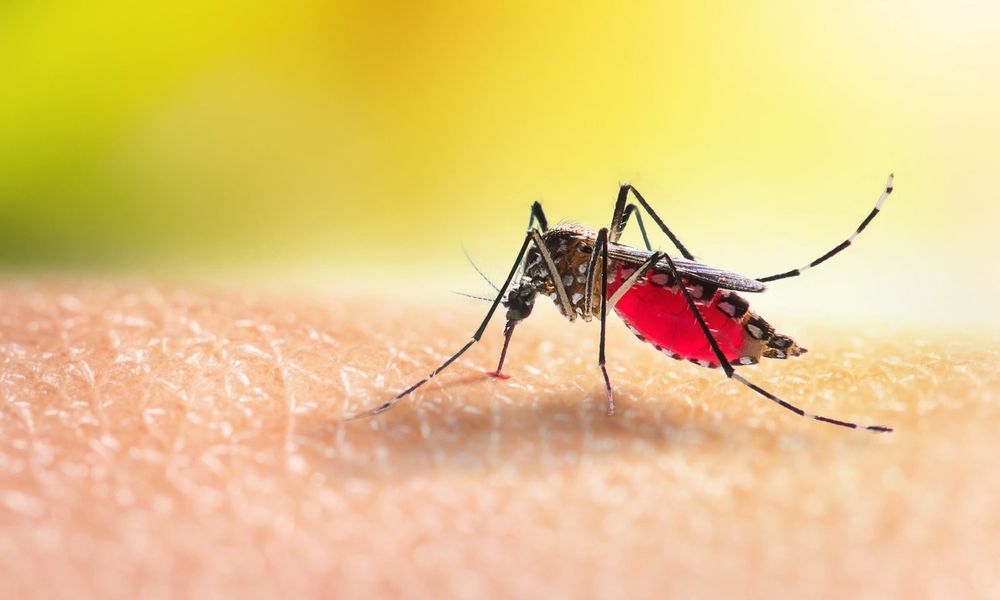 West Nile Fever Mosquitoes Caught in Ashdod. Here Are the Relevant Guidelines