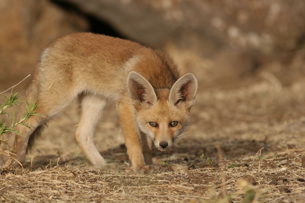 16 Residents in Karni Shomron Exposed to Rabid Fox