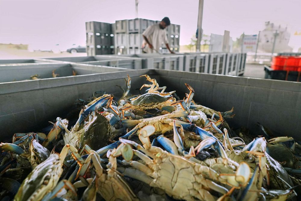 For Italian Fishermen, the Blue Crab Was a Destructive Invader. Then They Discovered It's Considered a Delicacy in the Rest of the World