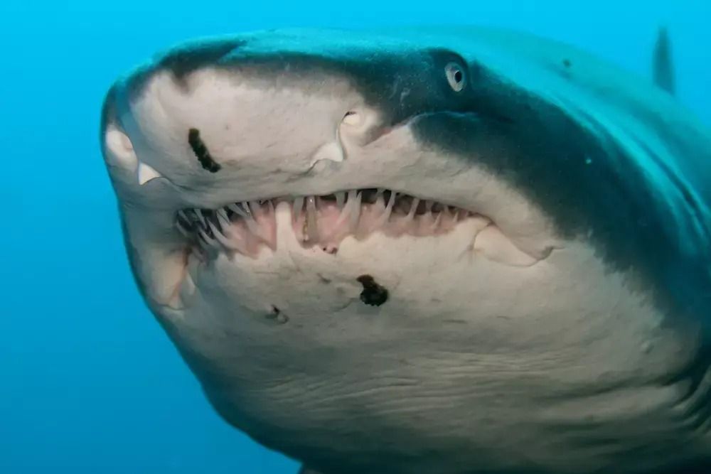 778 tiger shark crates opened; contents grow increasingly bizarre